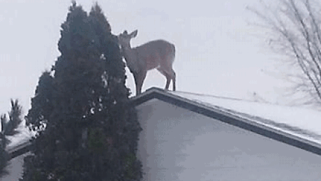 147. Deer climbs onto roof in Kenor