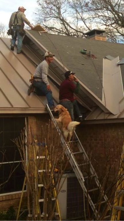 172. Dogs on a roof Thank you to