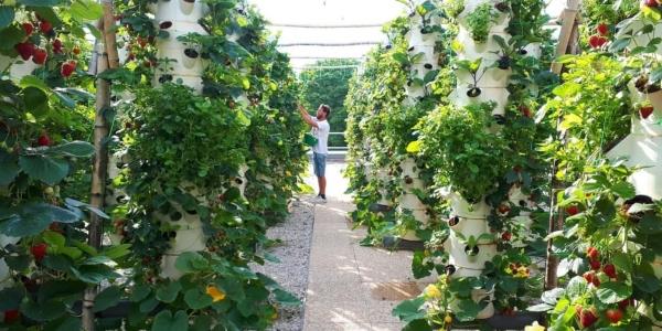 RCS Rooftop Farms