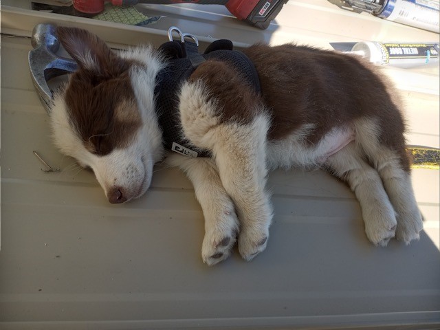 Roofing Pets