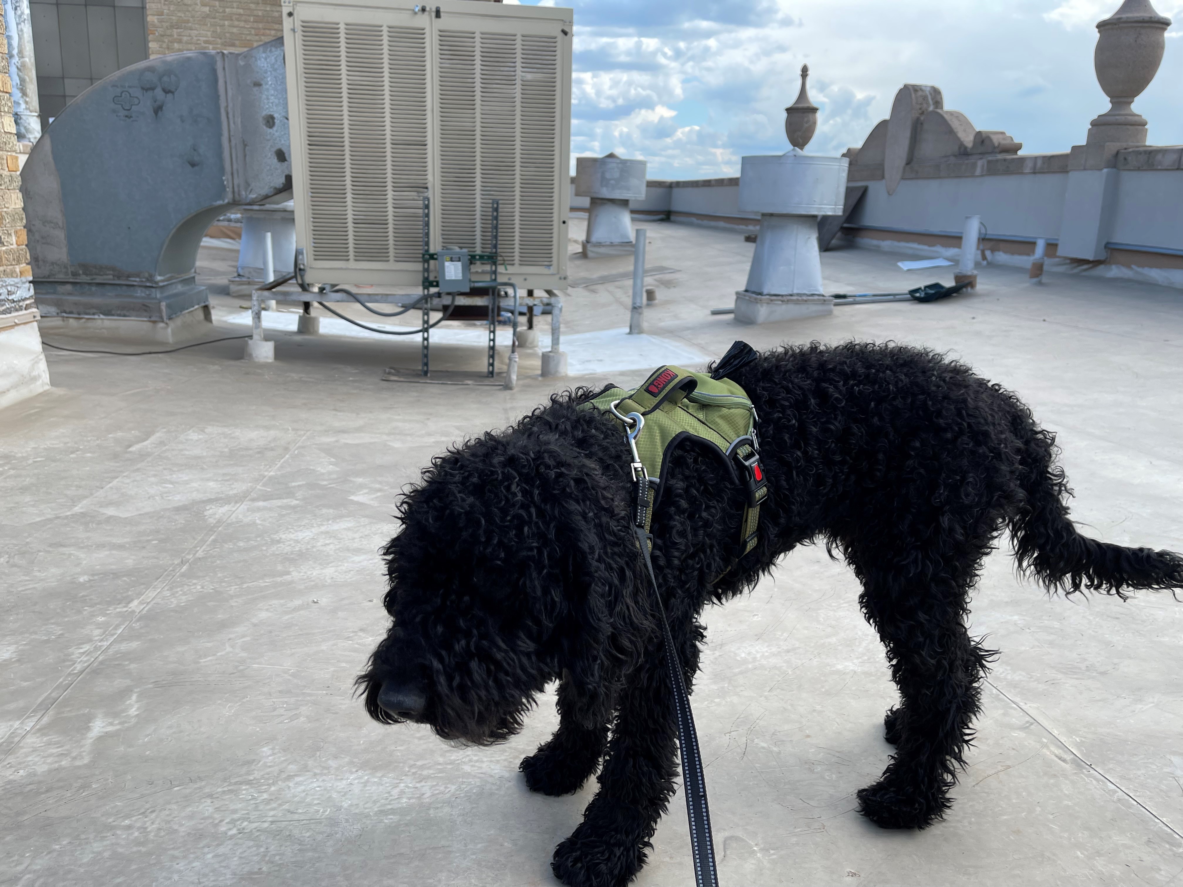 Roofing Pets