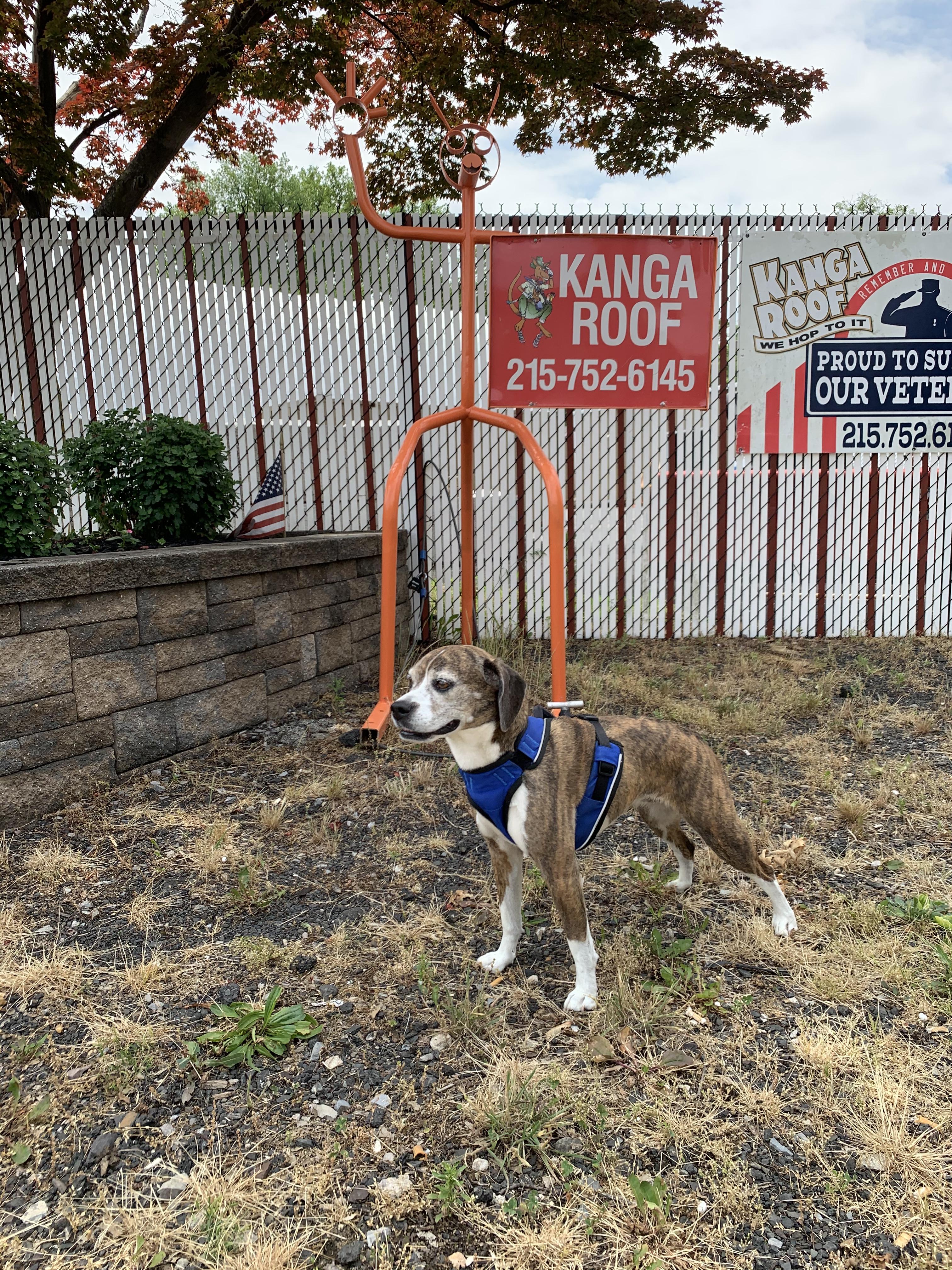 Roofing Pets